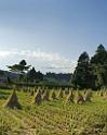 3364_18-10-2008-gotemba-japanese-country-side-rice-field-in-autumn-1_4214x5259