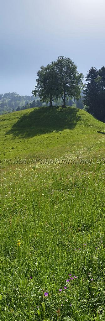 4694_23_05_2009_lauerzerberg_baum_sommerwiese_1_4235x12956.jpg