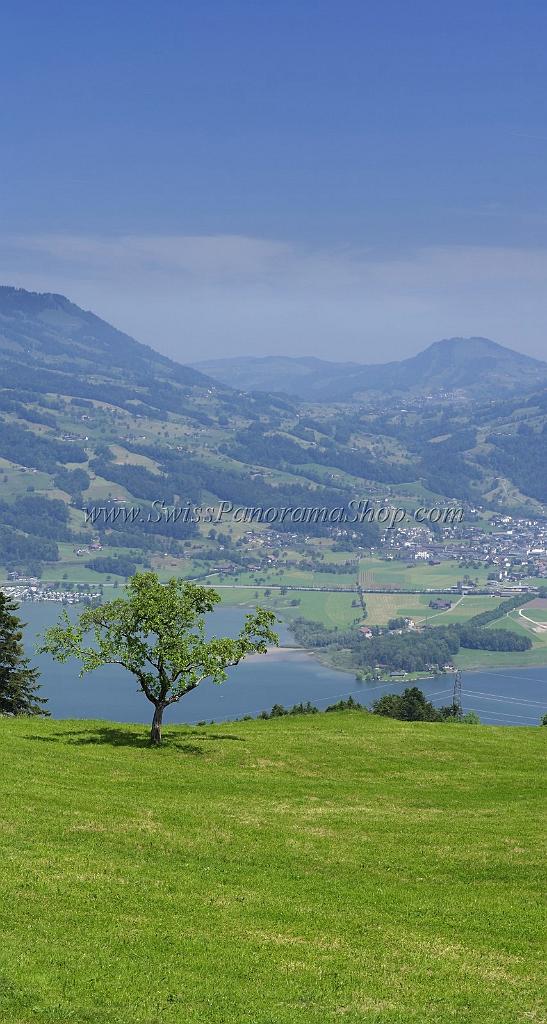 4697_23_05_2009_lauerzerberg_lauerzersee_baum_steinen_2_4190x7847.jpg