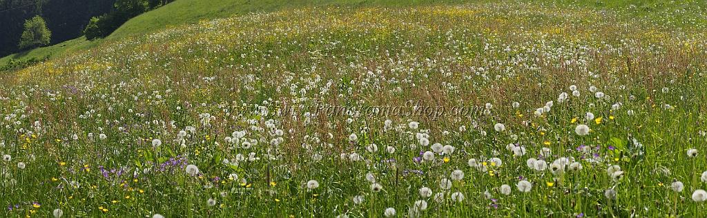 4724_23_05_2009_lauerzerberg_sommer_wiese_blumen_1_12923x3990.jpg