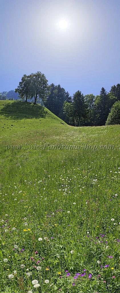 4726_23_05_2009_lauerzerberg_wald_sonne_sommerwiese_2_3019x7339.jpg