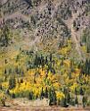 7525_19_09_2010_silverton_country_road_2_colorado_landscape_autumn_color_fall_foliage_leaves_mountain_forest_panoramic_photos_panorama_foto_nature_43_6078x7487