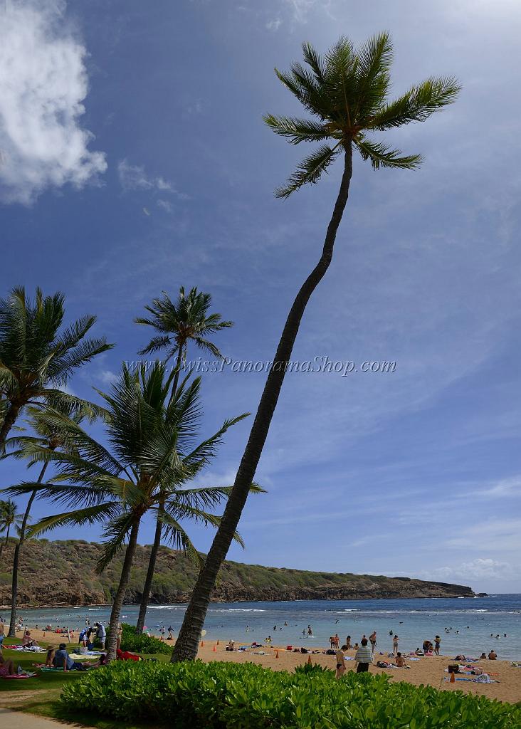 11846_26_10_2011_hanauma_bay_beach_park_oahu_hawaii_palmtree_tropical_paradise_ocean_scenic_outlook_viewpoint_panoramic_landscape_photography_panorama_landschaft_39_5225x7310.jpg