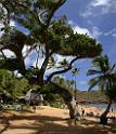 11848_26_10_2011_hanauma_bay_beach_park_oahu_hawaii_palmtree_tropical_paradise_ocean_scenic_outlook_viewpoint_panoramic_landscape_photography_panorama_landschaft_37_5325x6164