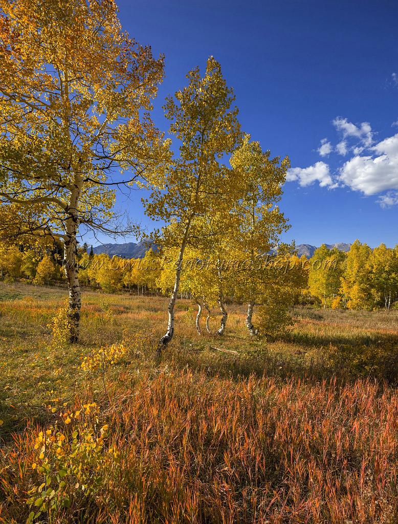 17045_09_10_2014_provo_sundance_alpine_loop_scenic_byway_utah_mountain_range_autumn_color_fall_foliage_leaves_forest_tree_panoramic_view_landscape_photo_28_7288x9587.jpg