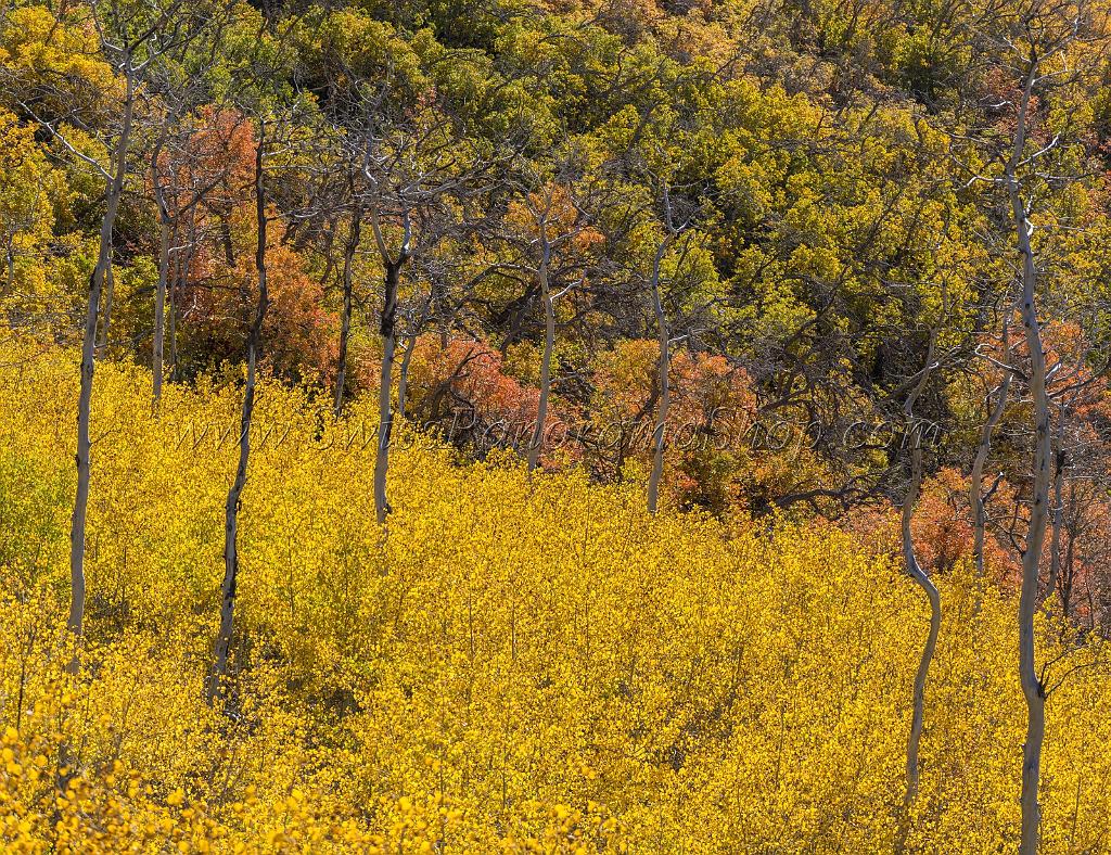 17060_09_10_2014_provo_sundance_alpine_loop_scenic_byway_utah_mountain_range_autumn_color_fall_foliage_leaves_forest_tree_panoramic_view_landscape_photo_13_8414x6475.jpg