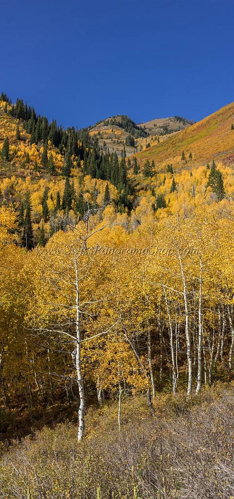 17064_09_10_2014_provo_sundance_alpine_loop_scenic_byway_utah_mountain_range_autumn_color_fall_foliage_leaves_forest_tree_panoramic_view_landscape_photo_9_6860x14630.jpg