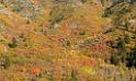 17041_09_10_2014_provo_sundance_alpine_loop_scenic_byway_utah_mountain_range_autumn_color_fall_foliage_leaves_forest_tree_panoramic_view_landscape_photo_32_11873x7106