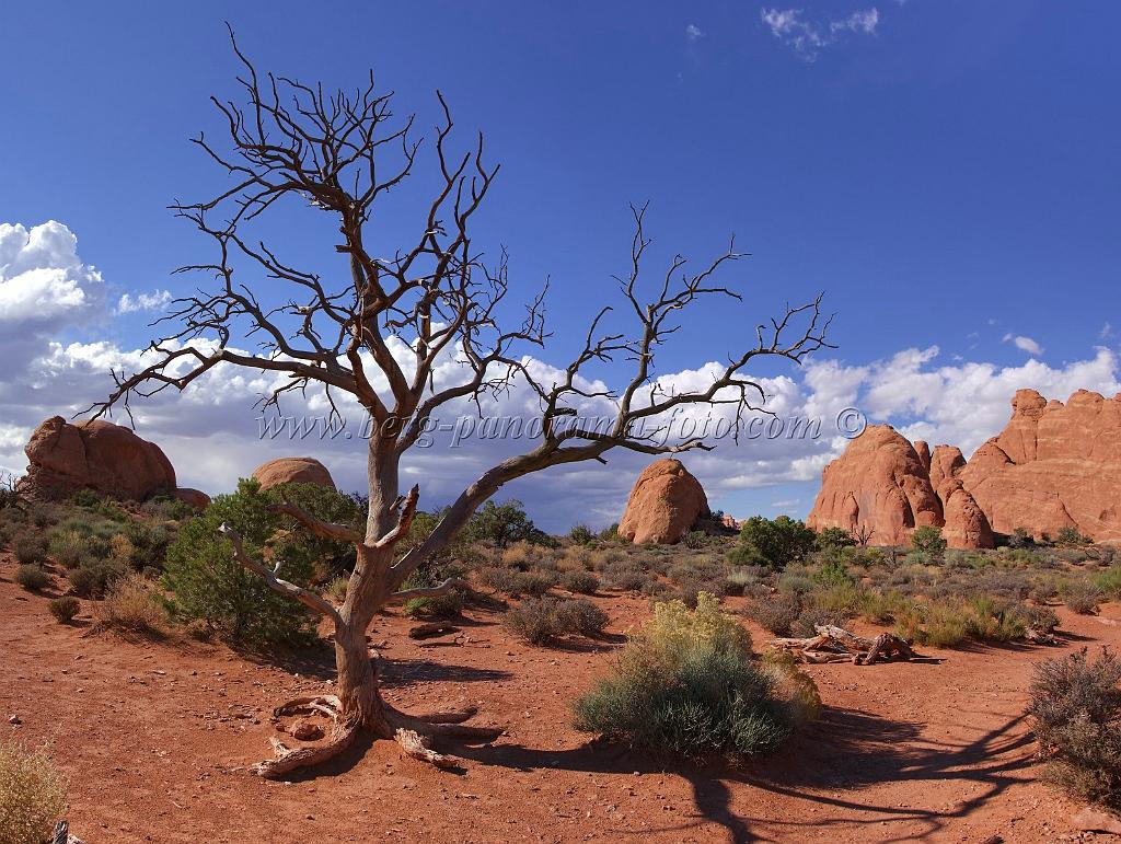 8224_04_10_2010_moab_arches_national_park_tree_skyline_arch_utah_red_rock_formation_sand_desert_autum_fall_color_panoramic_landscape_photography_95_6095x4588.jpg