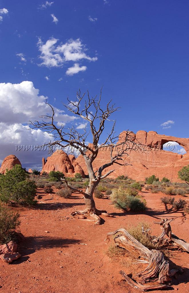 8225_04_10_2010_moab_arches_national_park_tree_skyline_arch_utah_red_rock_formation_sand_desert_autum_fall_color_panoramic_landscape_photography_99_4345x6729