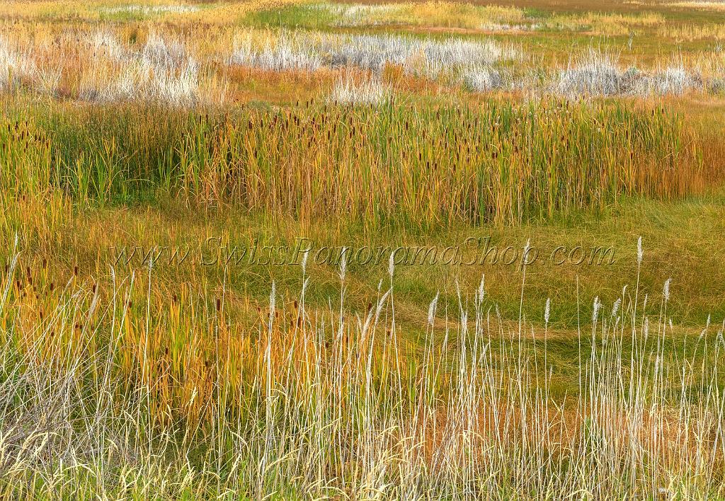 16349_21_09_2014_bear_lake_utah_swamp_autumn_color_colorful_fall_reed_view_forest_panoramic_landscape_photography_landschaft_foto_see_schilf_39_10304x7120