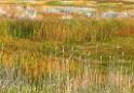 16349_21_09_2014_bear_lake_utah_swamp_autumn_color_colorful_fall_reed_view_forest_panoramic_landscape_photography_landschaft_foto_see_schilf_39_10304x7120