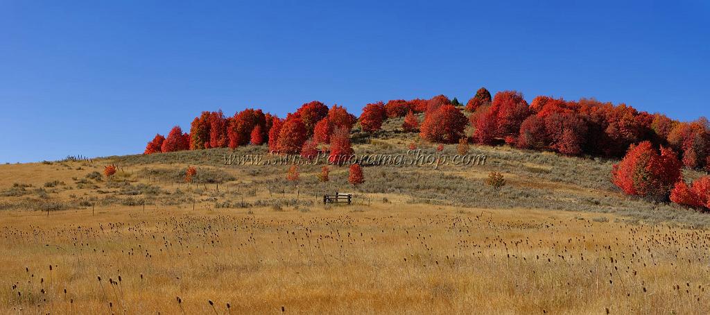 13536_02_10_2012_brigham_city_utah_tree_autumn_color_colorful_fall_foliage_leaves_mountain_forest_panoramic_landscape_photography_panorama_landschaft_foto_16_16273x7210