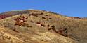 13537_02_10_2012_brigham_city_utah_tree_autumn_color_colorful_fall_foliage_leaves_mountain_forest_panoramic_landscape_photography_panorama_landschaft_foto_17_14994x7474