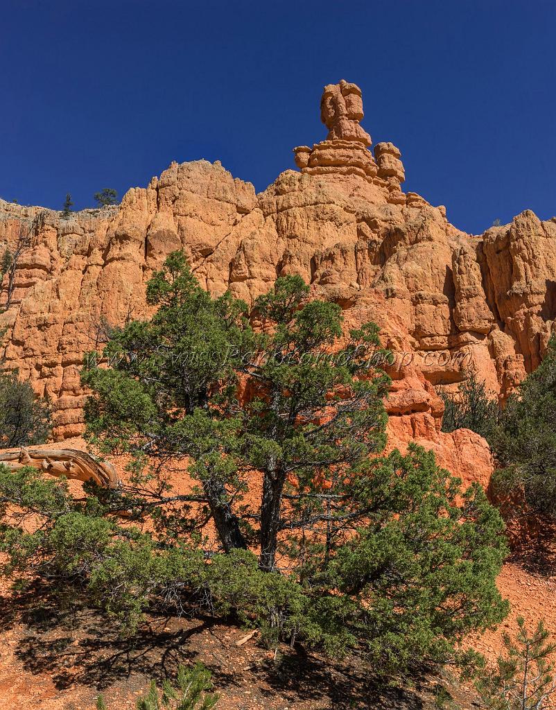 16677_01_10_2014_red_canyon_birdseye_trail_utah_autumn_red_rock_blue_sky_fall_color_colorful_tree_mountain_forest_panoramic_landscape_photography_herbst_6_7096x9060.jpg