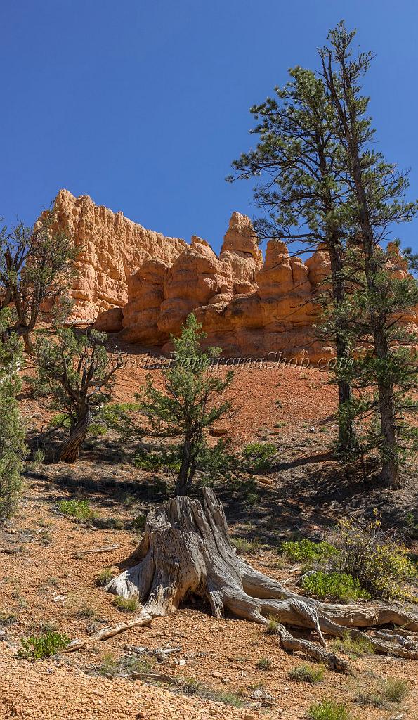 16680_01_10_2014_red_canyon_birdseye_trail_utah_autumn_red_rock_blue_sky_fall_color_colorful_tree_mountain_forest_panoramic_landscape_photography_herbst_43_6673x11487.jpg