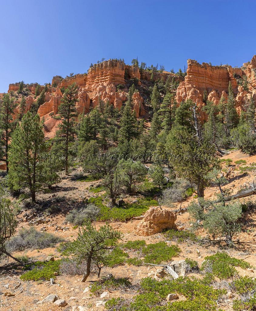 16681_01_10_2014_red_canyon_birdseye_trail_utah_autumn_red_rock_blue_sky_fall_color_colorful_tree_mountain_forest_panoramic_landscape_photography_herbst_42_6117x7421.jpg