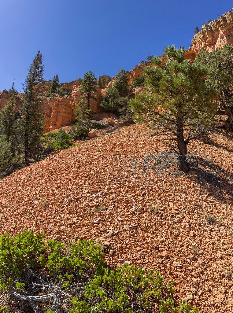 16682_01_10_2014_red_canyon_birdseye_trail_utah_autumn_red_rock_blue_sky_fall_color_colorful_tree_mountain_forest_panoramic_landscape_photography_herbst_41_6064x8146.jpg