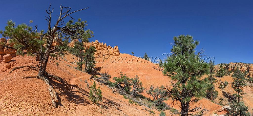 16684_01_10_2014_red_canyon_birdseye_trail_utah_autumn_red_rock_blue_sky_fall_color_colorful_tree_mountain_forest_panoramic_landscape_photography_herbst_39_14489x6660.jpg