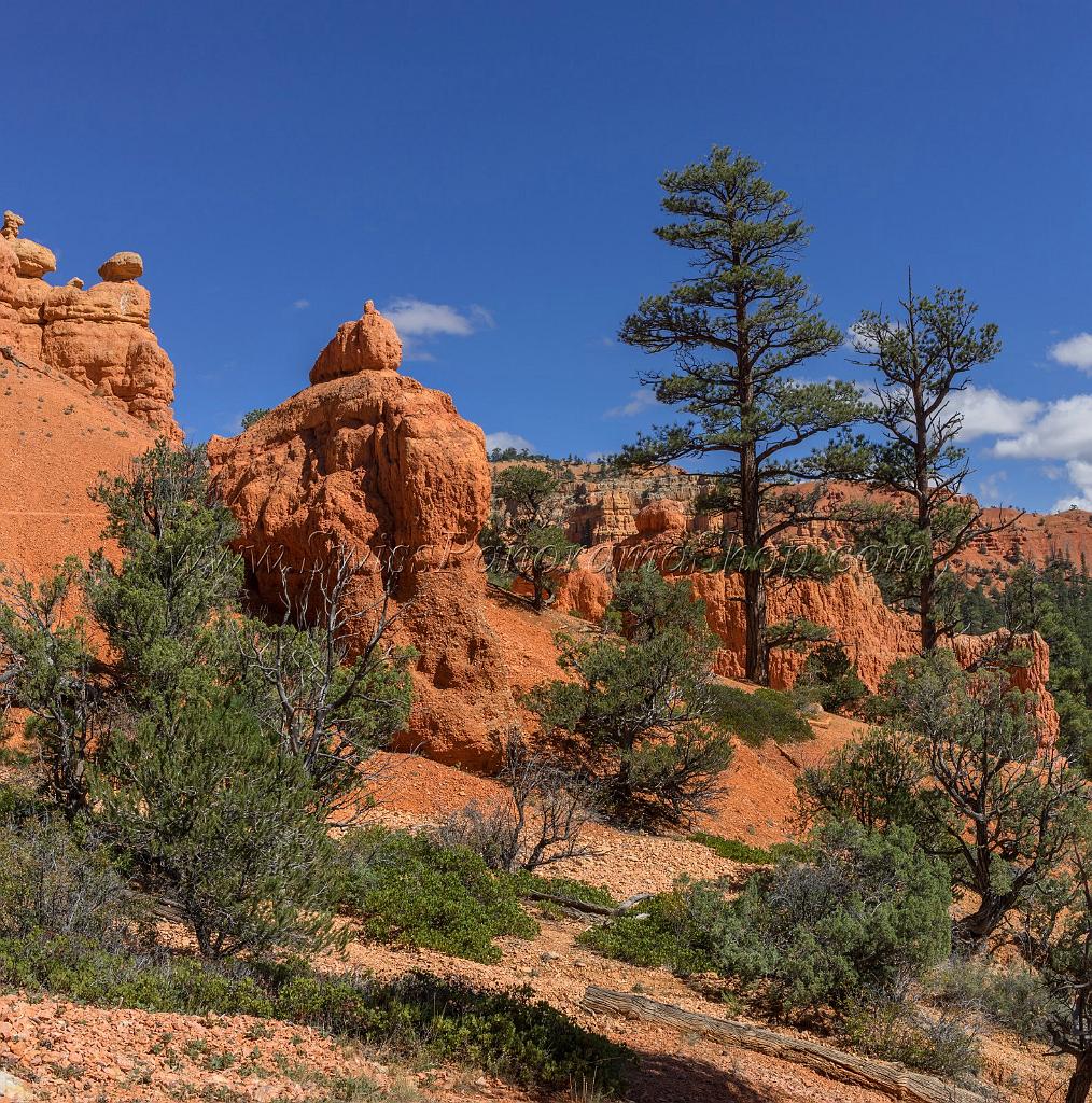 16690_01_10_2014_red_canyon_birdseye_trail_utah_autumn_red_rock_blue_sky_fall_color_colorful_tree_mountain_forest_panoramic_landscape_photography_herbst_33_6738x6806.jpg