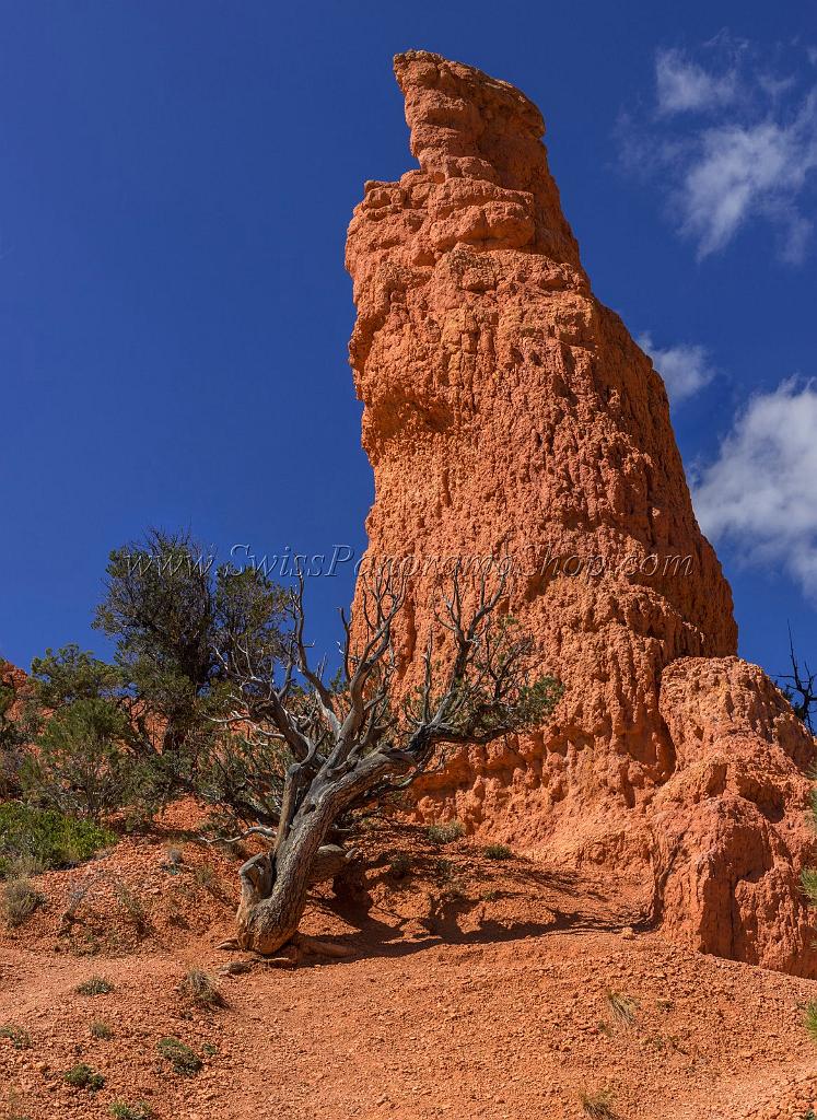 16691_01_10_2014_red_canyon_birdseye_trail_utah_autumn_red_rock_blue_sky_fall_color_colorful_tree_mountain_forest_panoramic_landscape_photography_herbst_32_6526x8950.jpg