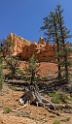 16680_01_10_2014_red_canyon_birdseye_trail_utah_autumn_red_rock_blue_sky_fall_color_colorful_tree_mountain_forest_panoramic_landscape_photography_herbst_43_6673x11487