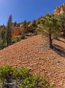 16682_01_10_2014_red_canyon_birdseye_trail_utah_autumn_red_rock_blue_sky_fall_color_colorful_tree_mountain_forest_panoramic_landscape_photography_herbst_41_6064x8146