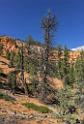 16683_01_10_2014_red_canyon_birdseye_trail_utah_autumn_red_rock_blue_sky_fall_color_colorful_tree_mountain_forest_panoramic_landscape_photography_herbst_40_6970x10246