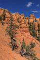 16688_01_10_2014_red_canyon_birdseye_trail_utah_autumn_red_rock_blue_sky_fall_color_colorful_tree_mountain_forest_panoramic_landscape_photography_herbst_35_6962x10552