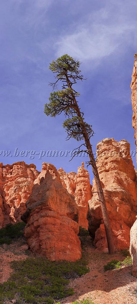 8674_09_10_2010_bryce_canyon_national_park_utah_bryce_point_peekaboo_loop_trail_red_rock_scenic_outlook_sky_cloud_panoramic_landscape_photography_panorama_landschaft_54_4120x9135.jpg