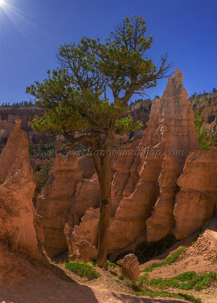 16657_01_10_2014_bryce_canyon_overlook_trail_utah_autumn_red_rock_blue_sky_fall_color_colorful_tree_mountain_forest_panoramic_landscape_photography_83_7016x9803.jpg