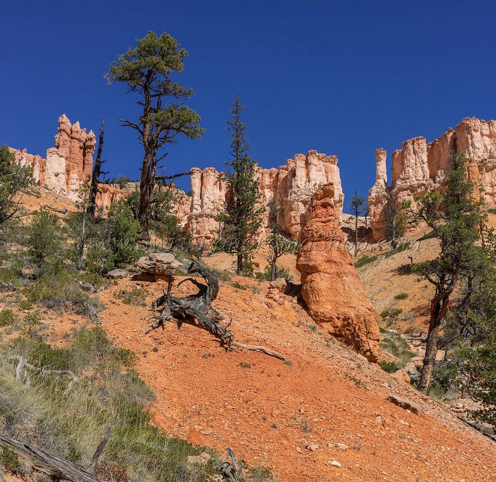 16611_02_10_2014_bryce_canyon_fairyland_loop_trail_overlook_trail_utah_autumn_red_rock_blue_sky_fall_color_colorful_tree_mountain_panoramic_landscape_photography_41_7422x7204.jpg