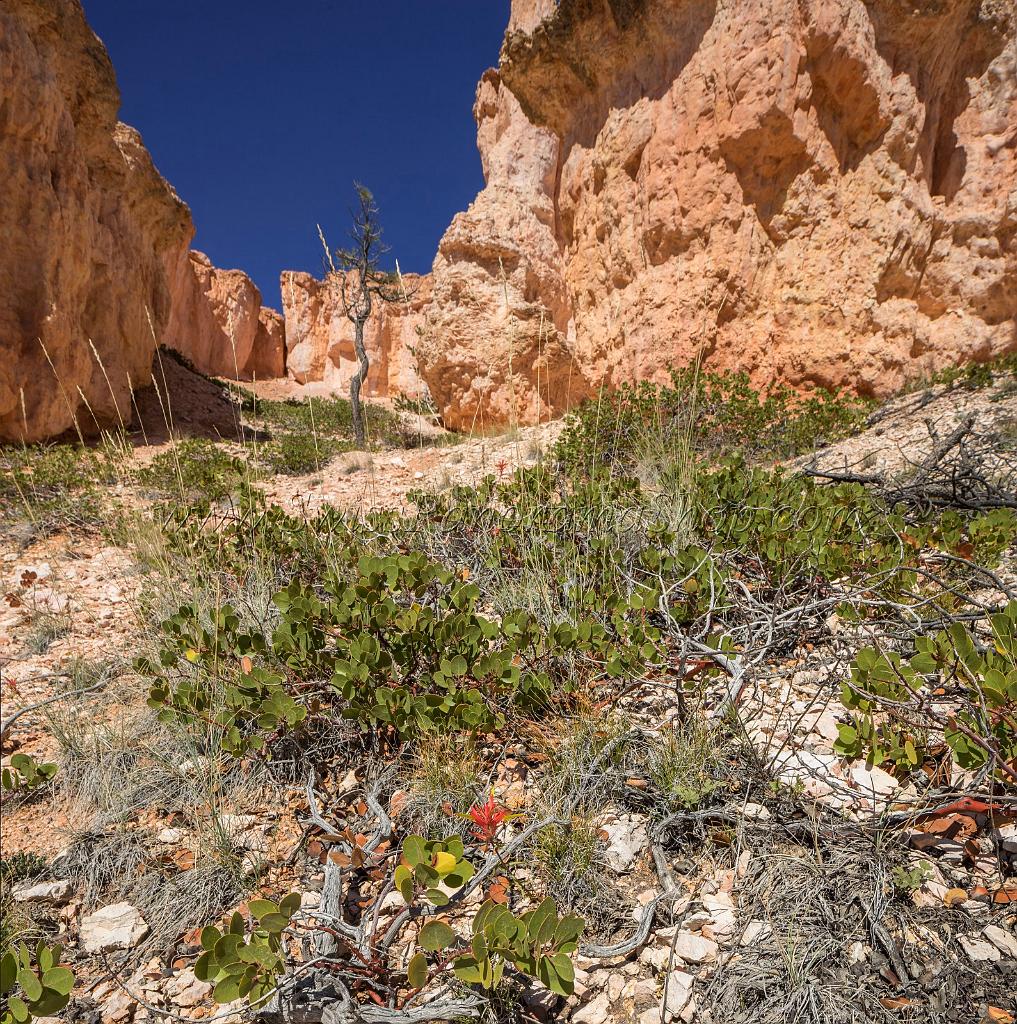 16613_02_10_2014_bryce_canyon_fairyland_loop_trail_overlook_trail_utah_autumn_red_rock_blue_sky_fall_color_colorful_tree_mountain_panoramic_landscape_photography_39_7320x7370.jpg