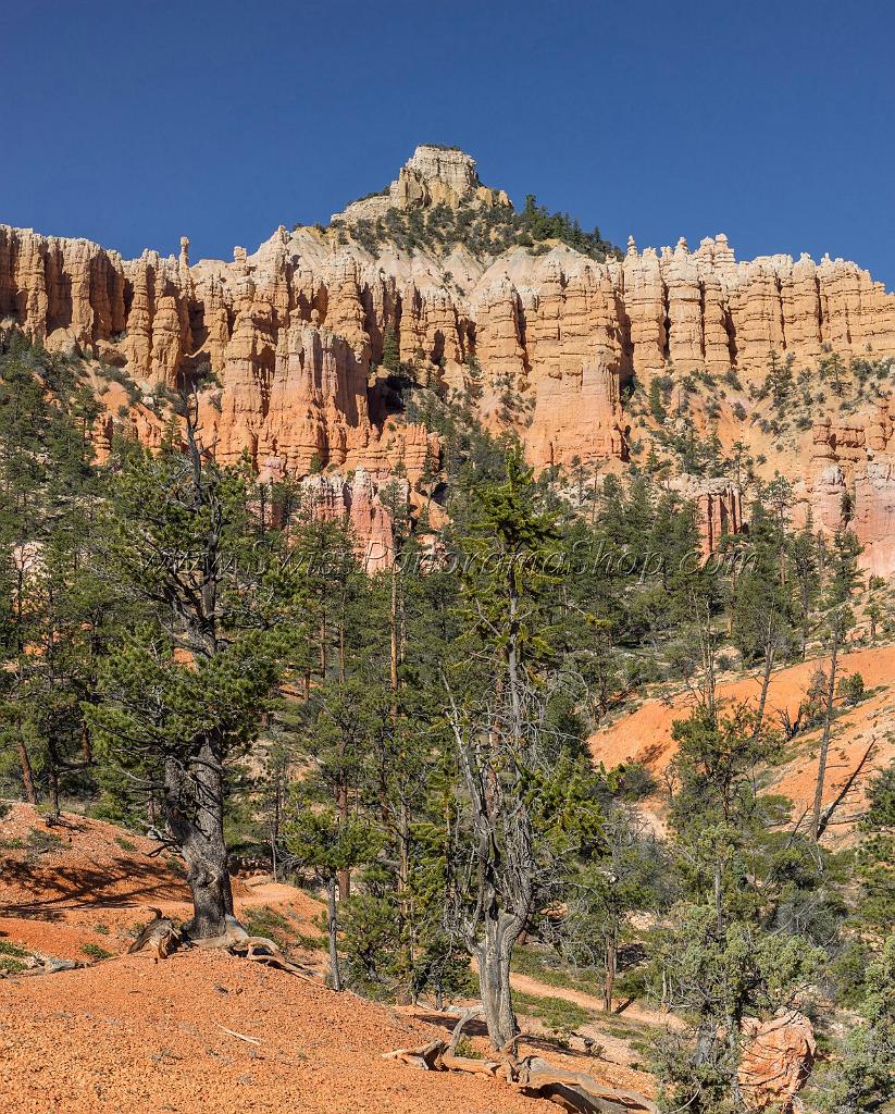 16622_02_10_2014_bryce_canyon_fairyland_loop_trail_overlook_trail_utah_autumn_red_rock_blue_sky_fall_color_colorful_tree_mountain_panoramic_landscape_photography_30_7422x9235.jpg