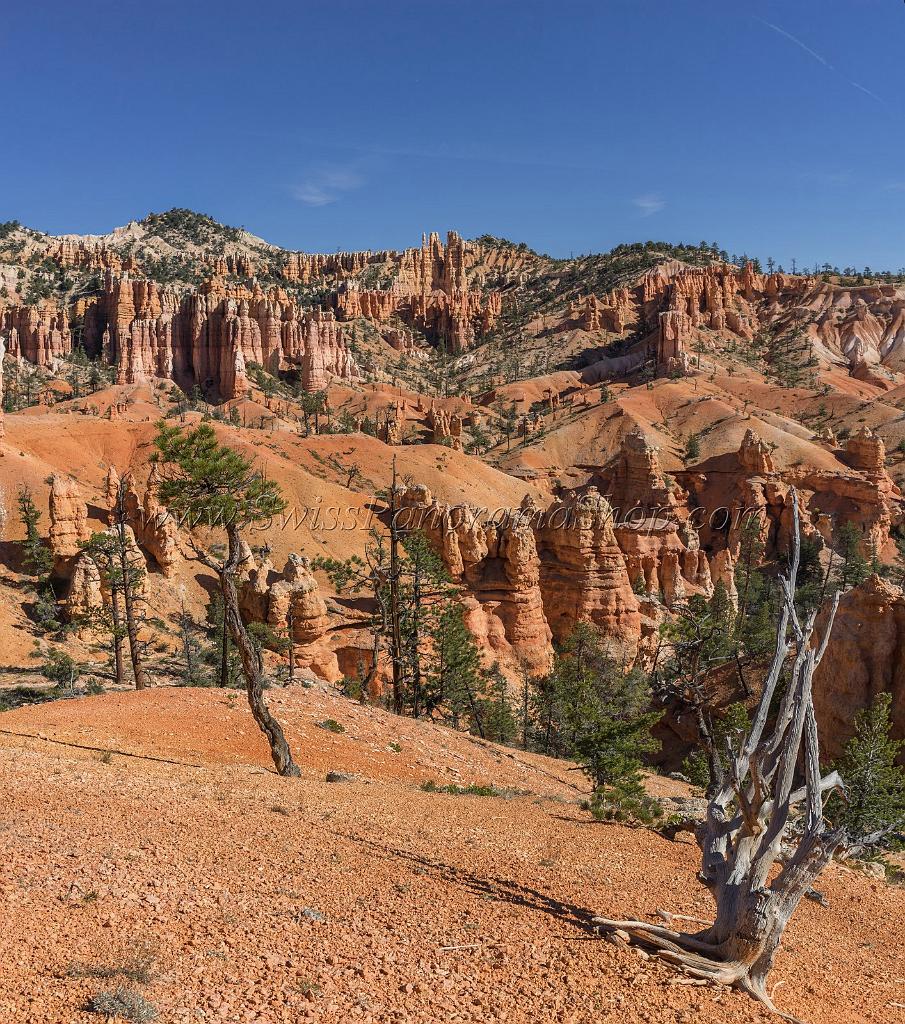 16623_02_10_2014_bryce_canyon_fairyland_loop_trail_overlook_trail_utah_autumn_red_rock_blue_sky_fall_color_colorful_tree_mountain_panoramic_landscape_photography_29_7490x8474.jpg