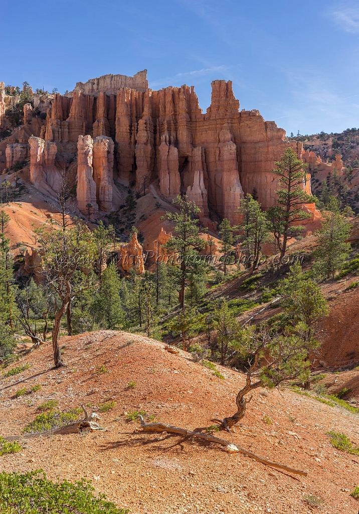 16633_02_10_2014_bryce_canyon_fairyland_loop_trail_overlook_trail_utah_autumn_red_rock_blue_sky_fall_color_colorful_tree_mountain_panoramic_landscape_photography_11_7377x10554.jpg
