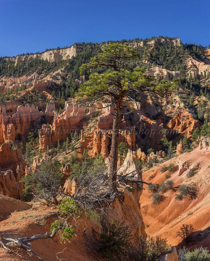 16638_02_10_2014_bryce_canyon_fairyland_loop_trail_overlook_trail_utah_autumn_red_rock_blue_sky_fall_color_colorful_tree_mountain_panoramic_landscape_photography_6_7345x9148.jpg