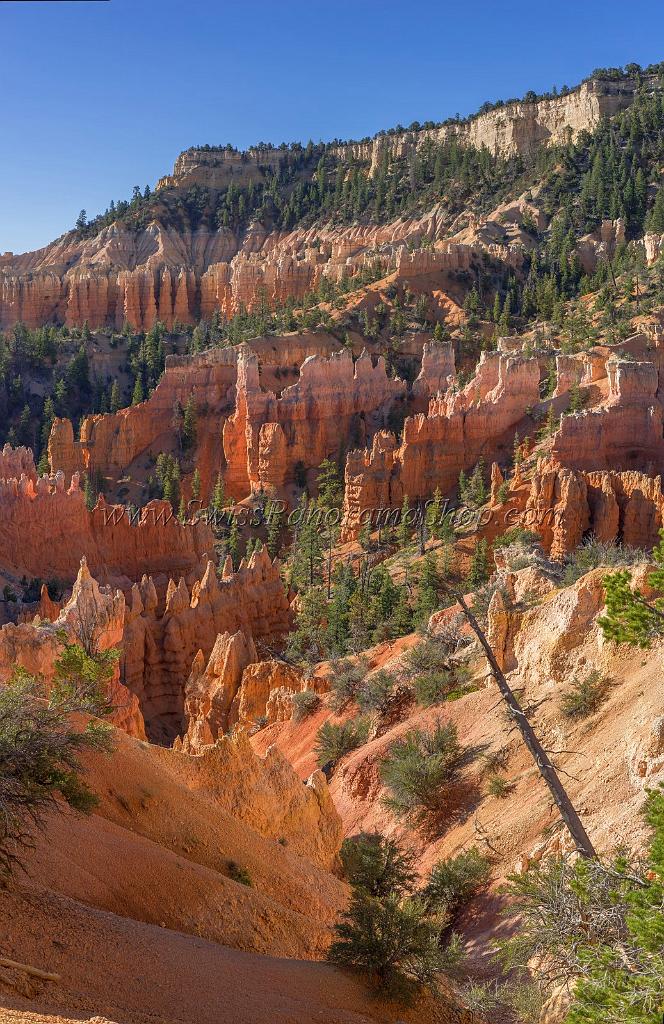 16639_02_10_2014_bryce_canyon_fairyland_loop_trail_overlook_trail_utah_autumn_red_rock_blue_sky_fall_color_colorful_tree_mountain_panoramic_landscape_photography_4_7355x11351.jpg