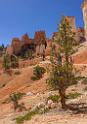 16604_02_10_2014_bryce_canyon_fairyland_loop_trail_overlook_trail_utah_autumn_red_rock_blue_sky_fall_color_colorful_tree_mountain_panoramic_landscape_photography_54_7394x10561