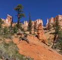 16611_02_10_2014_bryce_canyon_fairyland_loop_trail_overlook_trail_utah_autumn_red_rock_blue_sky_fall_color_colorful_tree_mountain_panoramic_landscape_photography_41_7422x7204