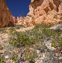 16613_02_10_2014_bryce_canyon_fairyland_loop_trail_overlook_trail_utah_autumn_red_rock_blue_sky_fall_color_colorful_tree_mountain_panoramic_landscape_photography_39_7320x7370