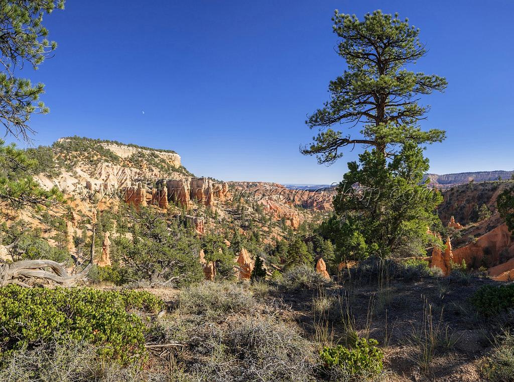 16586_02_10_2014_bryce_canyon_rim_trail_overlook_trail_utah_autumn_red_rock_blue_sky_fall_color_colorful_tree_mountain_forest_panoramic_landscape_photography_80_9977x7406.jpg