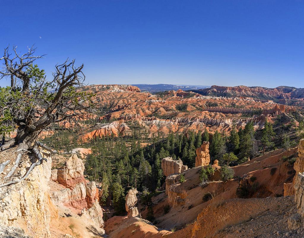16587_02_10_2014_bryce_canyon_rim_trail_overlook_trail_utah_autumn_red_rock_blue_sky_fall_color_colorful_tree_mountain_forest_panoramic_landscape_photography_78_6611x5179.jpg