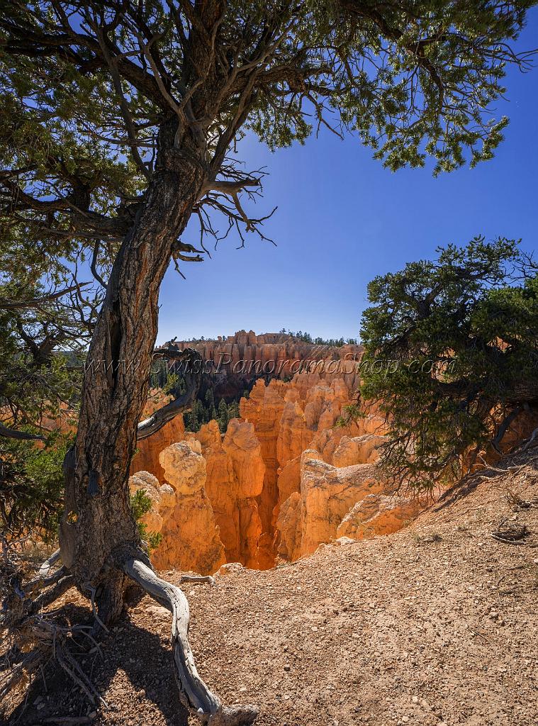 16588_02_10_2014_bryce_canyon_rim_trail_overlook_trail_utah_autumn_red_rock_blue_sky_fall_color_colorful_tree_mountain_forest_panoramic_landscape_photography_77_7230x9755.jpg