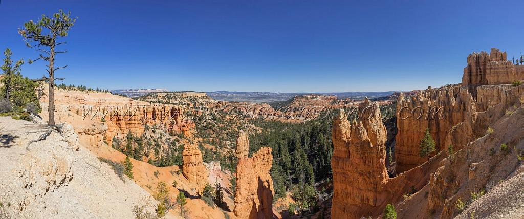 16596_02_10_2014_bryce_canyon_rim_trail_overlook_trail_utah_autumn_red_rock_blue_sky_fall_color_colorful_tree_mountain_forest_panoramic_landscape_photography_65_17117x7155.jpg