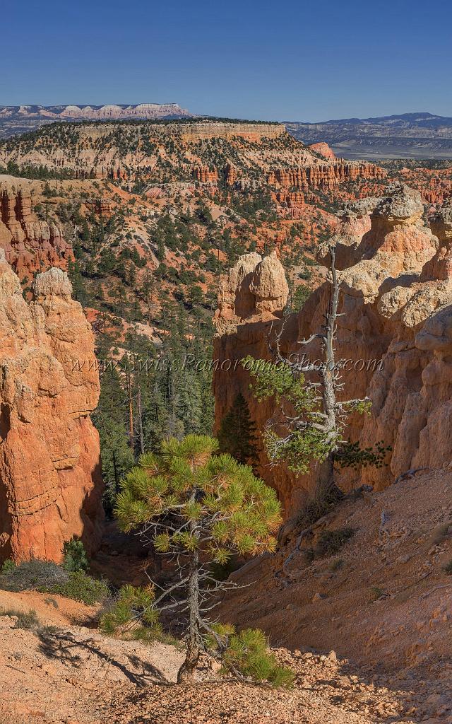 16597_02_10_2014_bryce_canyon_rim_trail_overlook_trail_utah_autumn_red_rock_blue_sky_fall_color_colorful_tree_mountain_forest_panoramic_landscape_photography_61_7349x11762.jpg