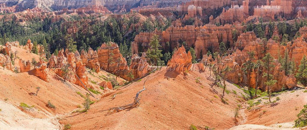 16659_01_10_2014_bryce_canyon_sunrise_point_overlook_trail_utah_autumn_red_rock_blue_sky_fall_color_colorful_tree_mountain_forest_panoramic_landscape_photography_81_16268x6921.jpg
