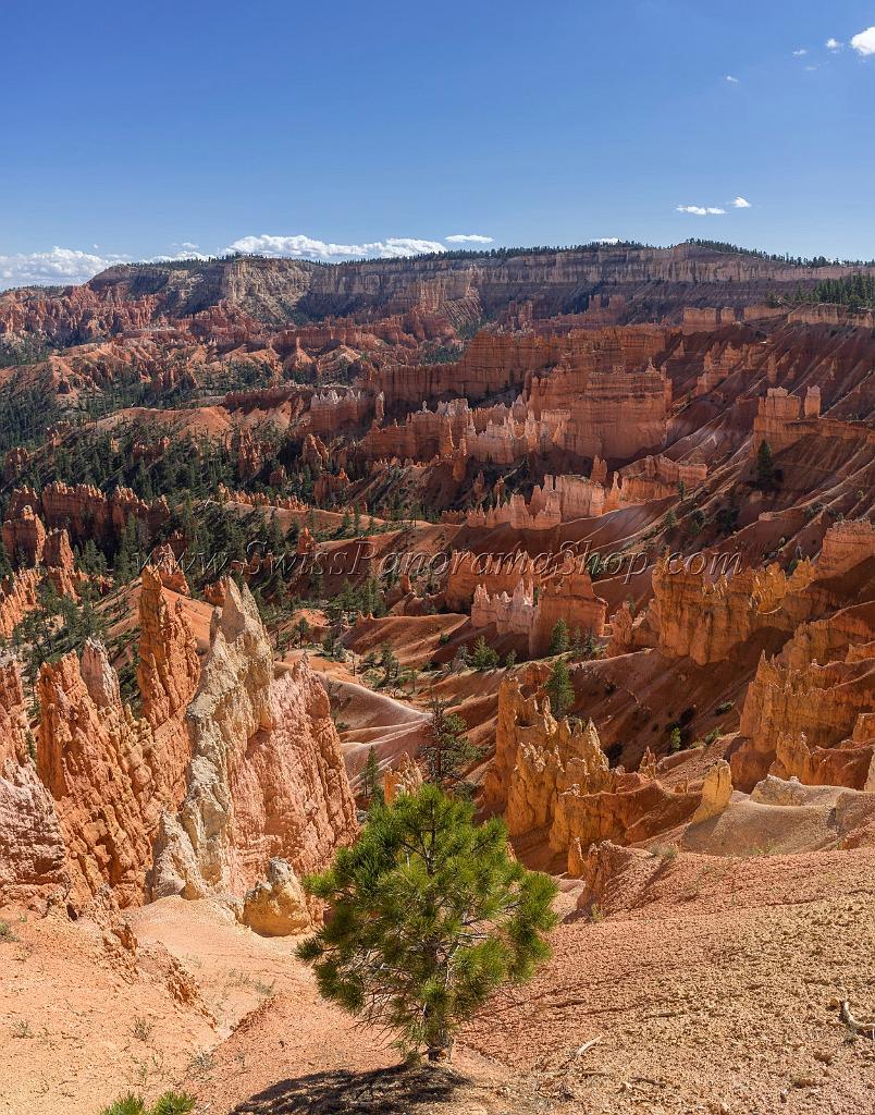 16671_01_10_2014_bryce_canyon_sunrise_point_overlook_trail_utah_autumn_red_rock_blue_sky_fall_color_colorful_tree_mountain_forest_panoramic_landscape_photography_52_6485x8264.jpg