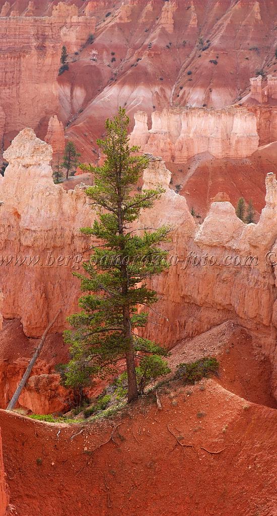 8689_09_10_2010_bryce_canyon_national_park_utah_sunrise_point_navajo_loop_trail_red_rock_scenic_outlook_sky_cloud_panoramic_landscape_photography_panorama_landschaft_86_4065x7562.jpg