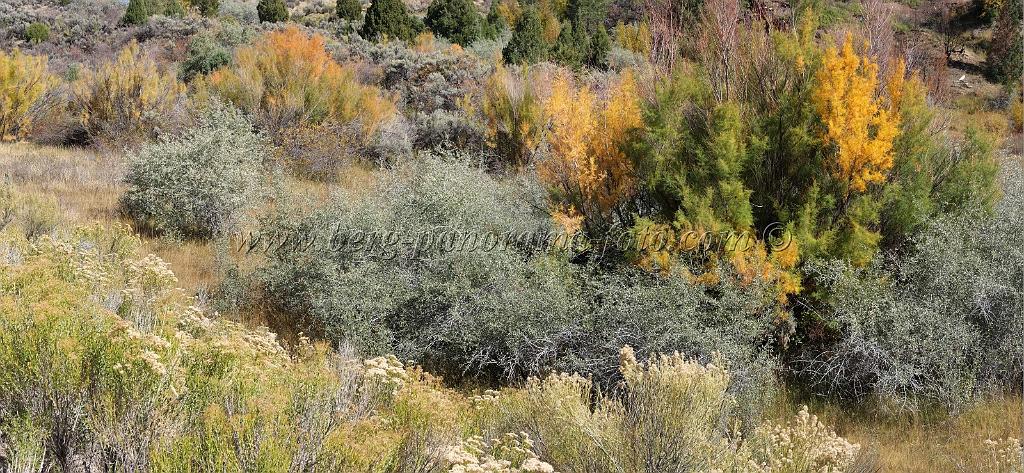 9001_12_10_2010_cannonville_utah_colorful_bush_landscape_red_rock_color_outlook_viewpoint_panoramic_photography_photo_panorama_landscape_landschaft_42_8406x3886.jpg